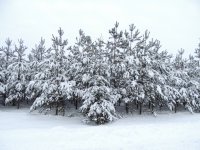 Таблица плотности древесины